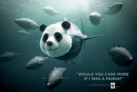 WWF Bluefin Tuna overfishing - thumbnail_1