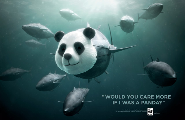 WWF Bluefin Tuna overfishing