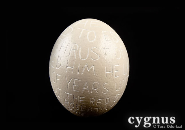 Cygnus experimental typography