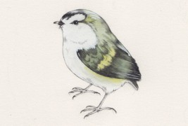 Drawings by Sarah McNeil - thumbnail_7