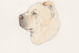 Drawings by Sarah McNeil - thumbnail_9