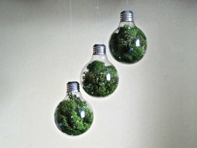 Light bulb terrarium