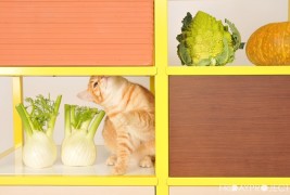 Food Storage by FridayProject - thumbnail_4