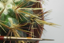 Miniature Art by Hasan Kale - thumbnail_5
