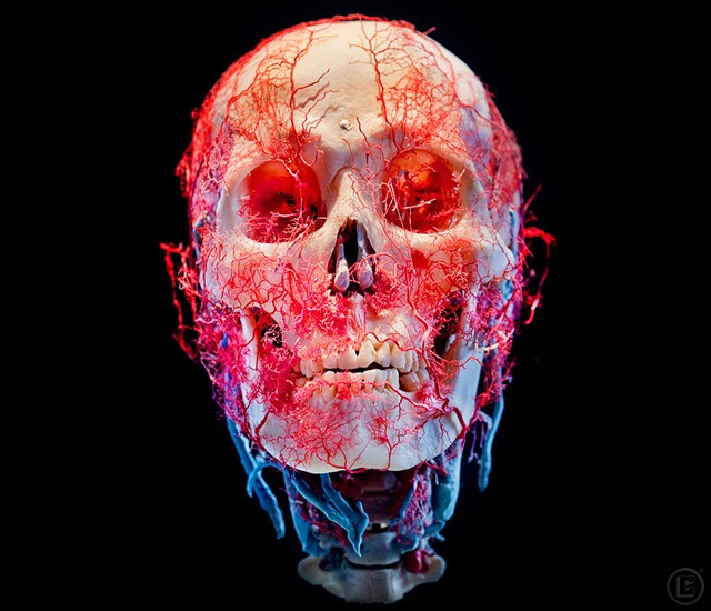 Bodies and Skulls | Image courtesy of James Bareham, The New Cruelty